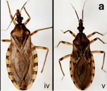 T. sordida Argentina (left) and T. sordida sensu stricto (right)