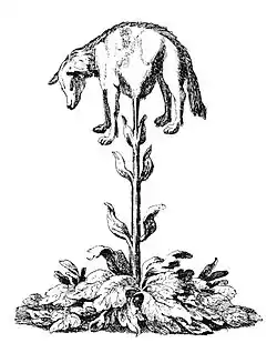 Image 13Vegetable Lamb of TartaryArtist: Unknown, after Johann ZahnA drawing of the Vegetable Lamb of Tartary (Agnus scythicus), a zoophyte of Central Asia. Botanist Henry Lee described it as both a true animal and a living plant, although he did allow for the possibility that the lamb was the fruit of the plant. The lamb was believed to have blood, bones, and flesh like that of a normal lamb. It was connected to the earth by a stem similar to an umbilical cord that propped the lamb up above ground. The cord could flex downward allowing the lamb to feed on the grass and plants surrounding it. Once the plants within reach were eaten, the lamb died, at which point its cotton-like wool would be harvested and used to make textiles.More featured pictures