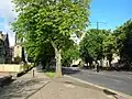 Trees and verges on Victoria Avenue, donated by Ellis