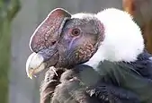 Andean Condor