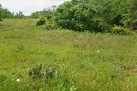 Washington-on-the-Brazos State Historic Site, Washington County, Texas, USA (30 March 2012).