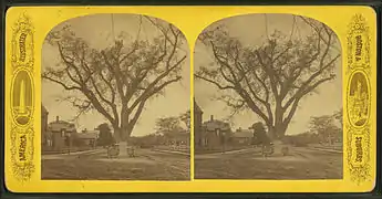 Washington Elm, Cambridge Common, ca.1880s-1900s