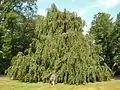 Large Weeping European Beech inside Forest Hills Cemetery