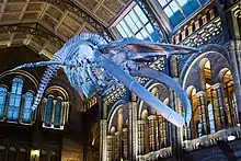Whale skeleton hanging from ceiling