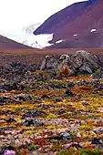 Flora near Grise Fiord