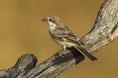 Juvenile L. s. senator, Spain