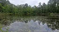 Woodland pond, Big Thicket National Preserve, Polk County, Texas, (May 2020)