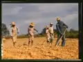 "Chopping cotton on rented land near White Plains," Greene County, GA. June 1941.