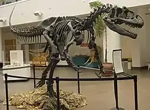 A dinosaur skeleton roped off in a museum